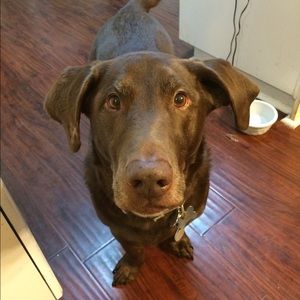 Meet your Posher, Shannon